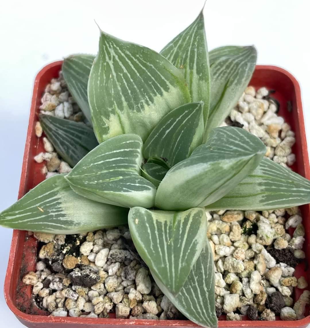 Haworthia retusa cv.  «Milky Way»