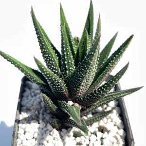 Haworthia fasciata f. variegata