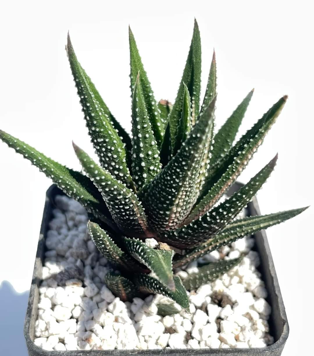 Haworthia fasciata f. variegata