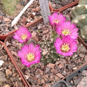 Echinocereus  pulchellus -Pachuca-