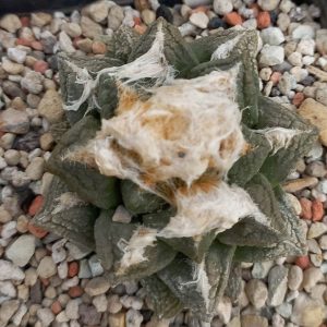 Ariocarpus fissuratus -Koehres-