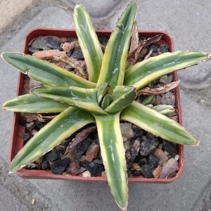 Agave victoriae-reginae f. variegata -Japan-