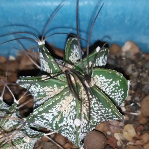 Astrophytum capricorne