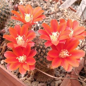 Rebutia  tomboensis