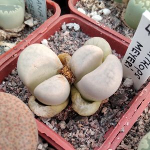 Lithops meyerii - 150 двоголовий
