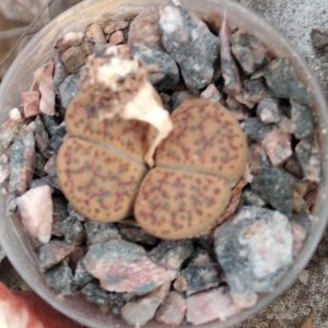 L. fulviceps -двоголова квітуча рослина.