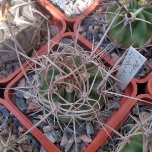Lobivia ferox v. longispina -MG-