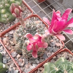 Gymnocalycium baldianum