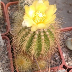 Eriocactus warasii -Piltz-