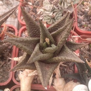 H. limifolia v. nigra -Koehres-