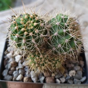 Lobivia dobeana