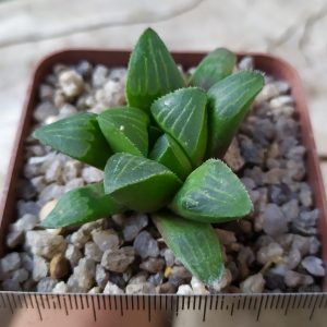 Haworthia pygmaea