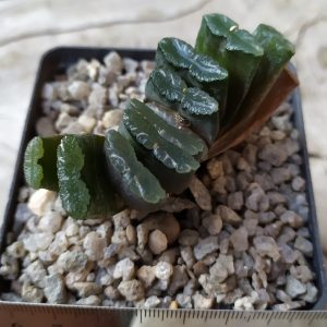 Haworthia truncata