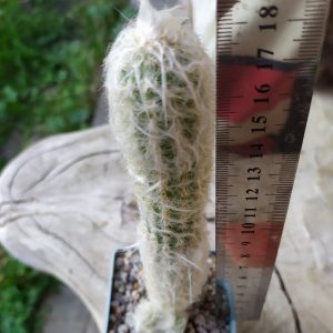 Oreocereus celsianus var. fossulatus