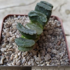 Haworthia truncata