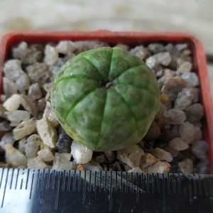 Euphorbia obesa simmetrica
