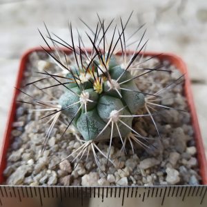 Gymnocactus gielsdorfianus