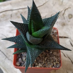 Haworthia limifolia