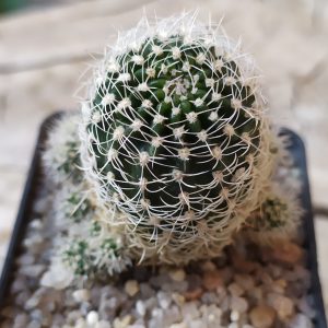 Sulcorebutia albissima