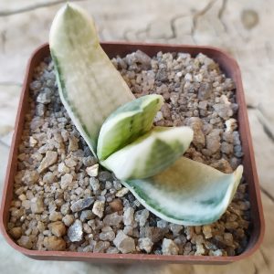 Gasteria cv Shakura Fuji variegata