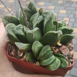 Haworthia  hybr. (from N.Ellis) - ( дітка)