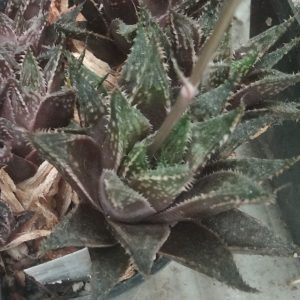 Haworthia guttata -s