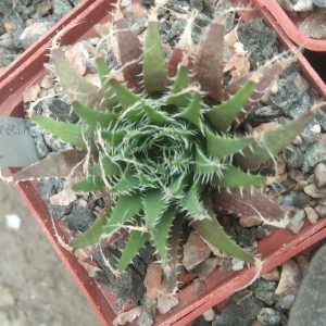 H. arachnoidea v. xilophyla  (сіянець!)