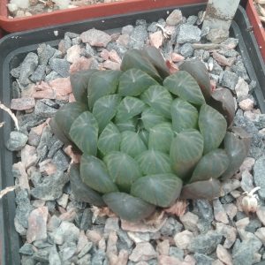 H. coopperi v. dielsiana -сіянець-