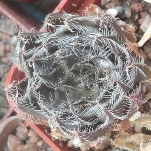 H. arachnoidea -MG- (сіянець)