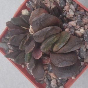 H. truncata cv."Zuzzimi"-  (дітки)
