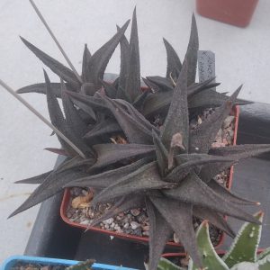 Haworthia nigra v. angustata - (дітки)