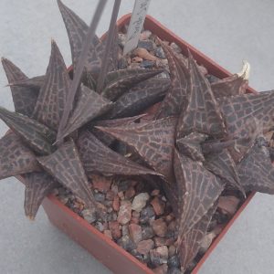Haworthia  tesselata cv. ( дітки)