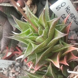 Haworthia cassita -s