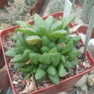 Haworthia rodinii -дітки- s