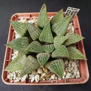 Haworthia pygmaea v. argenteo-maculosa GM 448, Humor Area