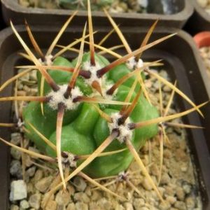 gymnocalycium monvillei v. steineri