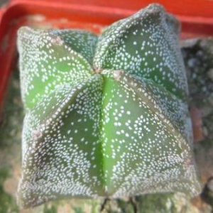 astrophytum hybrid Tay
