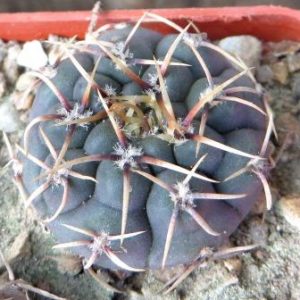 gymnocalicium ocheterenae CN 202-518