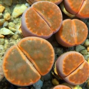 lithops karasmontana bella fenestrata Cop L 14-312