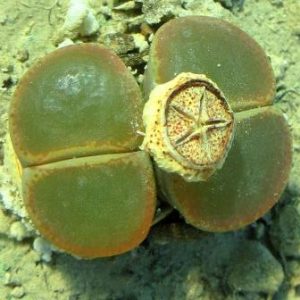 lithops lesliei