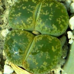 lithops lesliei classic