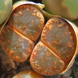 lithops lesliei classic