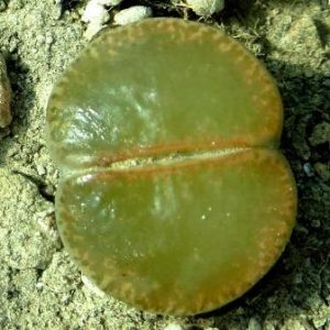 lithops lesliei