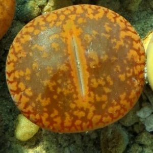 1549.5   lithops aucampiae c 256
