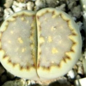 lithops yulii milki window