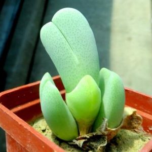 cheiridopsis pillansii elisore