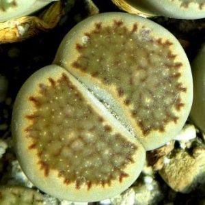 lithops salicola reticulata