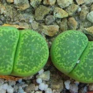 lithops terricolor green