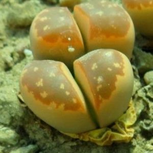 lithops olivacea c162