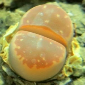 lithops olivacea c162